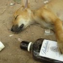 제주도 스테이블 이미지