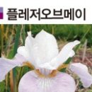 메이플래져