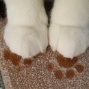 강아지발바닥 이미지