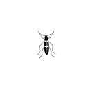 Insect Vector Graphics Bundle 이미지