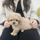 도그송 강아지분양 인천 송도점 이미지