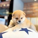 인천강아지분양 고양이분양 24시 데려가개 청라점 이미지