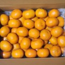 불로초교 | 설날 선물, 명절에 온브릭스 감귤 "불로초" vs 온리브릭스 효돈농협" 돌려본 내돈내산 후기