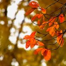 전설속으로..Phil Coulter 연주곡 모음 - 깊어지는 가을과 함께 이미지