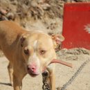 호랑이농장 이미지