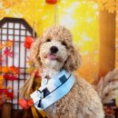 늘봄반려견유치원 이미지