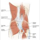 lumbar-pelvis-hip compex overhead squat, one leg squat 검사결과와 치료법 - 정리중 이미지