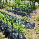 우범농장 이미지