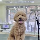 포테이토 독 이미지