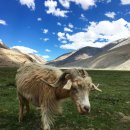 라다크!(Ladakh) 레!(Leh) 세얼간이 마지막 장면의 그...