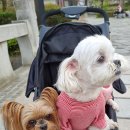 두타동물병원 이미지