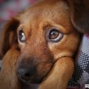 진두축산 이미지