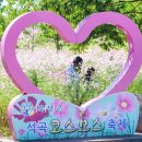 따스한 햇살, 코스모스 향기 속 힐링 '전국 코스모스 축제' 소개 이미지