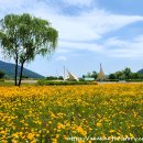 썬플라워&꽃마실차마실 | 황금빛으로 물든 북면수변생태공원