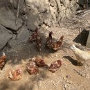 상위농장(4농장) 네이버블로그