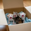 개꿈꾸는 고양이 이미지