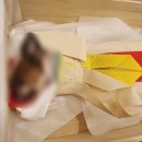 반려견 이해하기(펫) 이미지