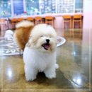 달링하이 강아지분양 창원점 | 울산강아지분양 믿고 맡긴 달링하이! 후기 공개해요🐾