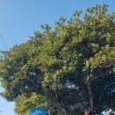 화순리 안덕생활체육관 이미지