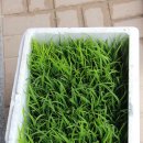 아름이들 벼 한번 심어보겠어?🌾 이미지