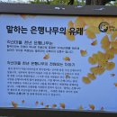 말하는 은행나무 이미지