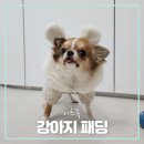 베이비독 | 리메 이츠독 베이비 래빗 소프트 강아지 패딩 착용 후기