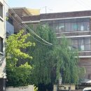 신방화역 2번출구 | 신방화역 카페 분위기 좋았던 버드나무 커피타운