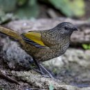 Scaly Laughingthrush 이미지