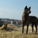 애견전람회 이미지