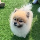 스포독 | 부산정여왕 - 부산 센텀 애견 카페 "스포독" 다녀온 후기!, 일상