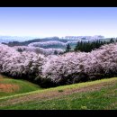 서산목장 벚꽃 이미지