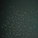 지에스(GS)25 여수돌산항점 | 가을 갈치낚시 8월 스타트 포인트는 여수 돌산항등대