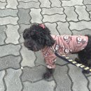 올치까까 이미지