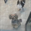 개똥이 애견샵 이미지