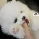 미스터도그 이미지