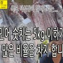 지금은 민어 5kg 이상은 암치, 이하는 숫치, 비율 참고 하세요. 이미지