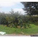 들풀 비빔밥 이미지