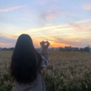 순천만 습지 이미지