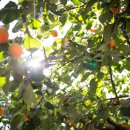 환영농장 이미지