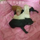 홈브리딩 이미지