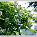 풀냄새꽃향기 이미지