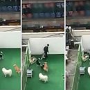 메리펫 애견유치원 이미지