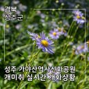 신화빌딩 관리사무소 | 대구 근교 꽃구경 성주 가야산 역사신화공원 벌개미취 개화