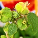 개나리공원2 이미지