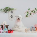 스튜디오독스