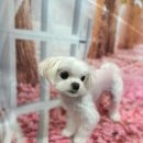 커몽커몽펫 이미지