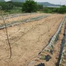 옥천농장 이미지