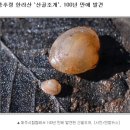 산골.산골조개(자연동:접골.어혈.진통) 이미지