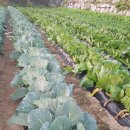 윤순 농장 이미지