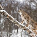 한국동물번식센타 이미지